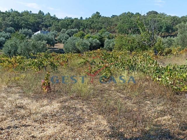 Terreno venda em Castelo Branco