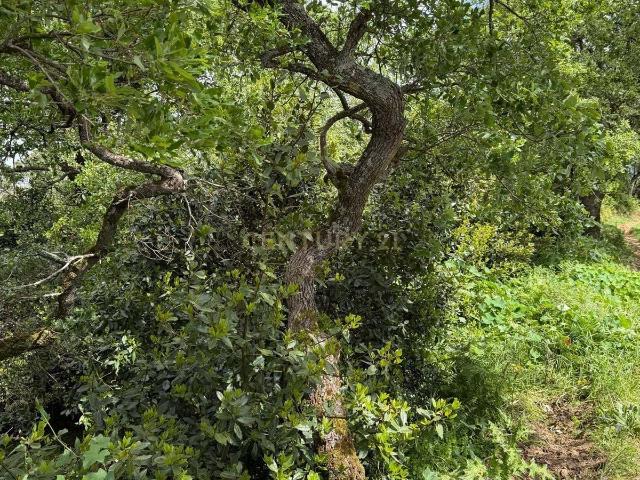 Terreno venda em Mafra, Lisboa