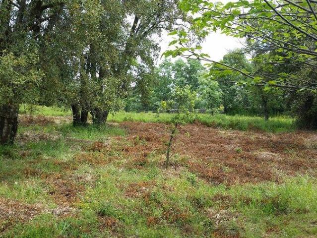 Terreno venda em Castelo De Vide, Portalegre
