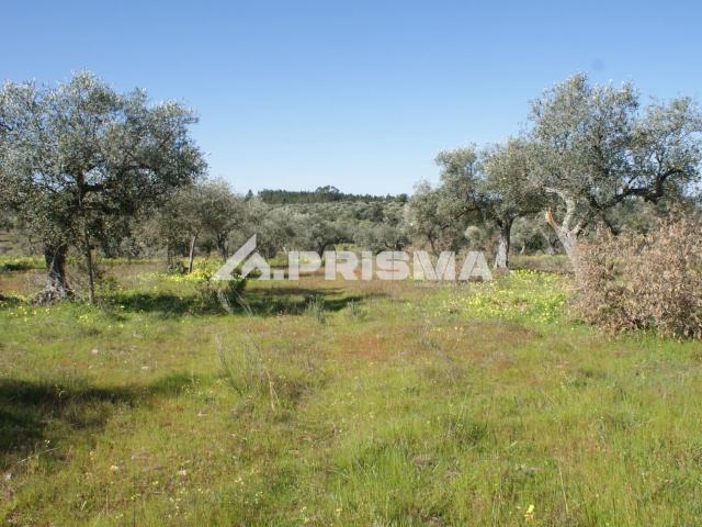 Terreno venda em Castelo Branco