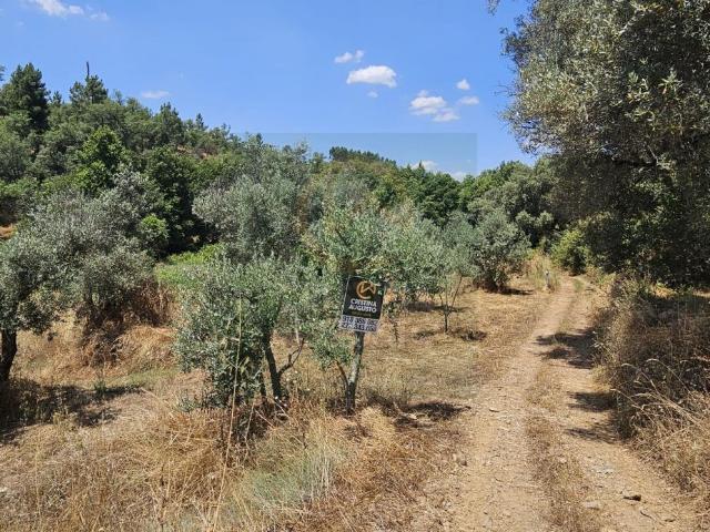 Terreno venda em Castelo Branco