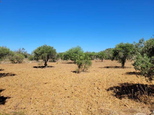 Terreno venda em São Brás De Alportel, Faro