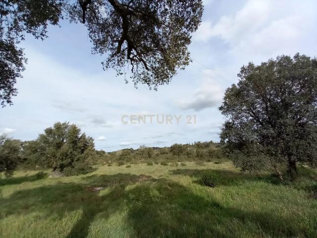 Terreno venda em Castelo Branco