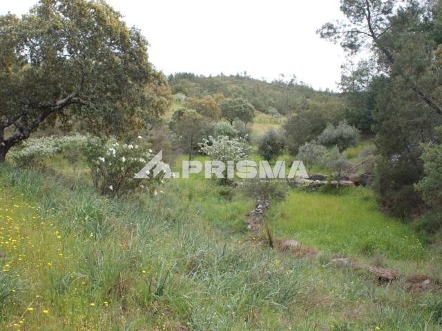 Terreno venda em Castelo Branco