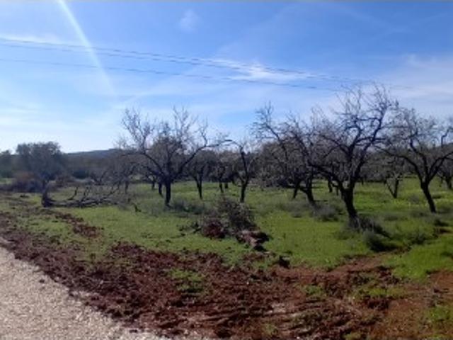 Terreno venda em Loulé, Faro