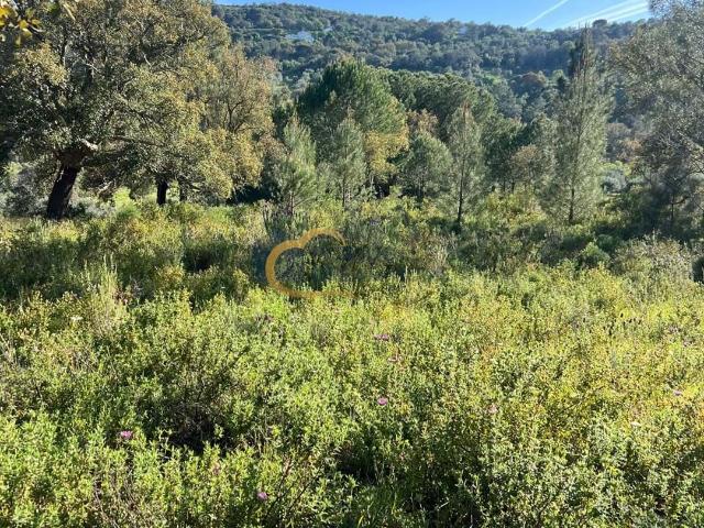 Quinta venda em Loulé, Faro