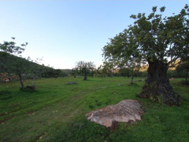Terreno venda em São Brás De Alportel, Faro