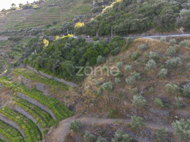 Terreno venda em Sabrosa, Vila Real