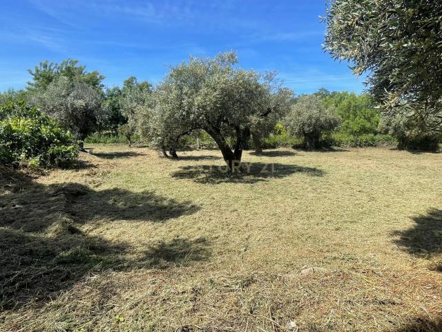 Terreno venda em Castelo Branco, Idanha-a-nova