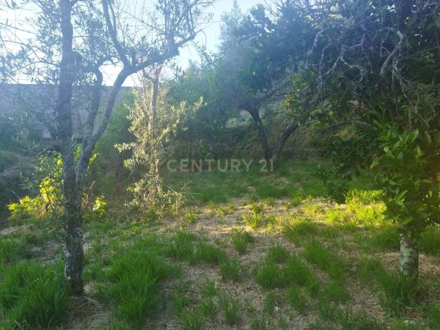 Terreno venda em Castelo Branco