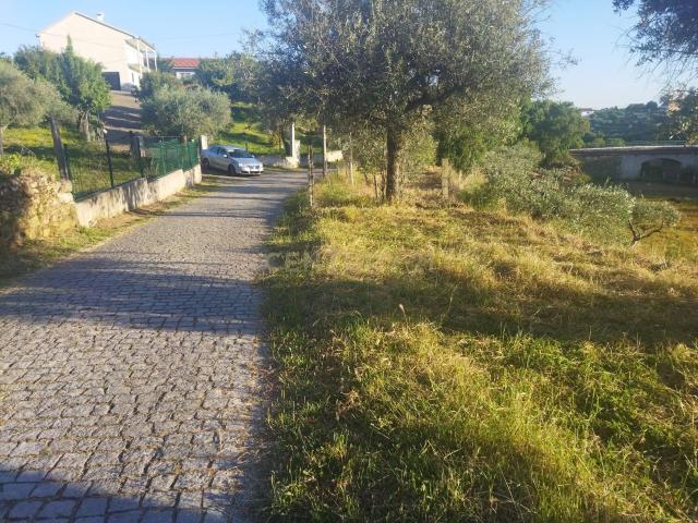 Terreno venda em Castelo Branco