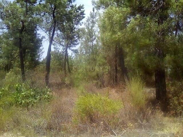 Terreno venda em Castelo Branco