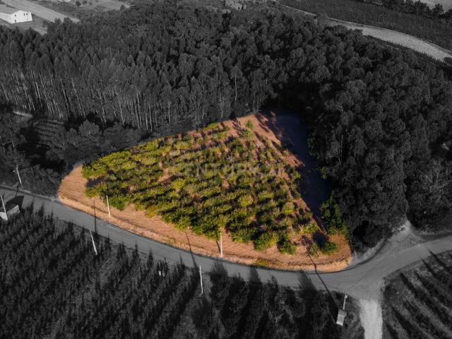 Terreno venda em Caldas Da Rainha, Leiria