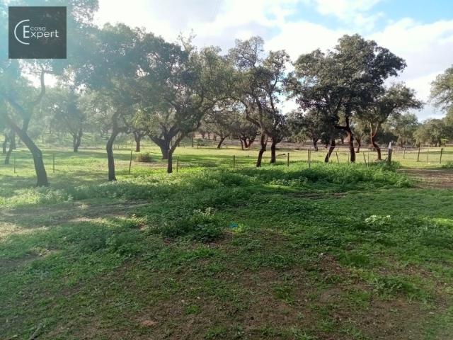 Quinta venda em Abela, Abela