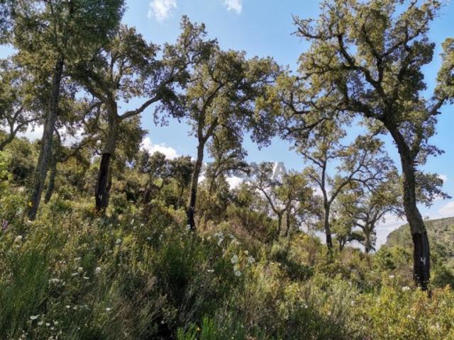 Terreno venda em Mogadouro, Bragança