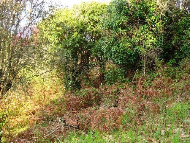 Terreno venda em Colégio Nuno Álvares, Tomar