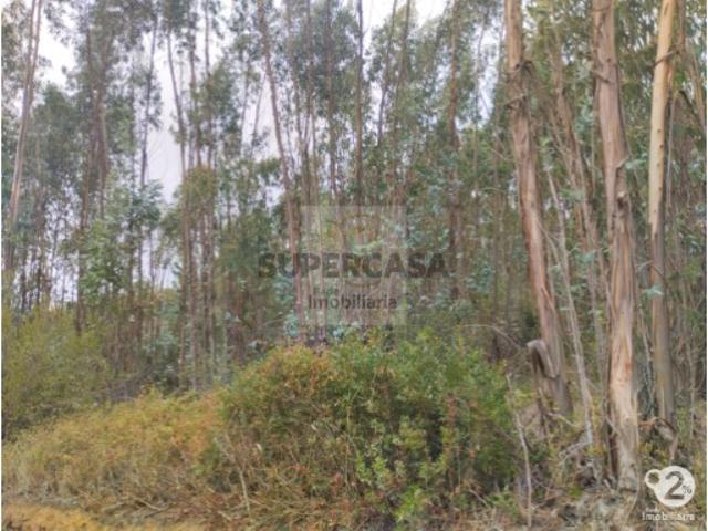 Terreno venda em Santarém