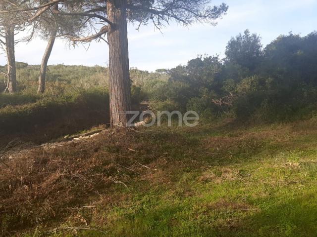Terreno venda em Sintra, Lisboa
