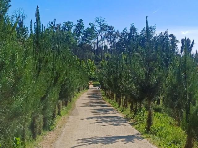 Terreno venda em Carregal Do Sal, Viseu