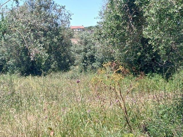 Terreno venda em Olaia e Paço, Torres Novas
