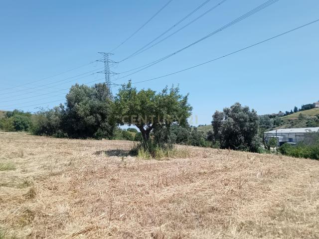 Terreno venda em A-de-Freire, Calhandriz
