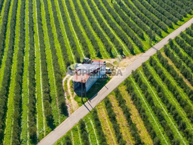Terreno venda em Santarém