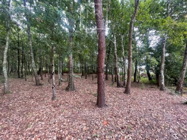 Terreno venda em Anadia, Aveiro