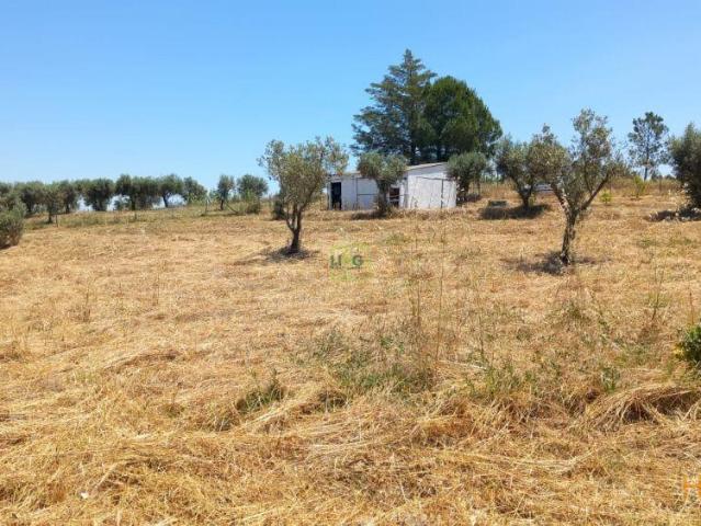 Terreno venda em Castelo Branco, Idanha-a-nova