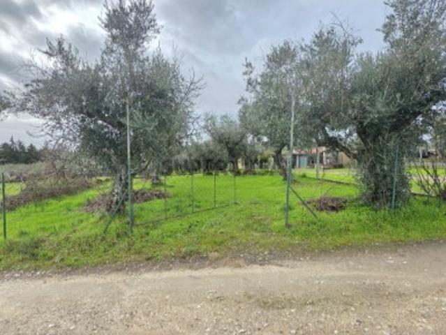 Terreno venda em Castelo Branco