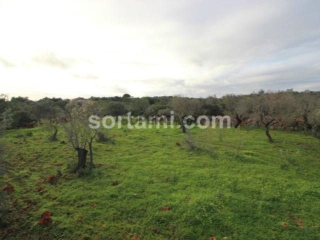 Terreno venda em São Bartolomeu De Messines, Faro