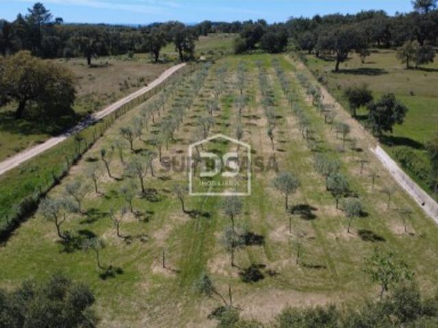 Terreno venda em Castelo Branco