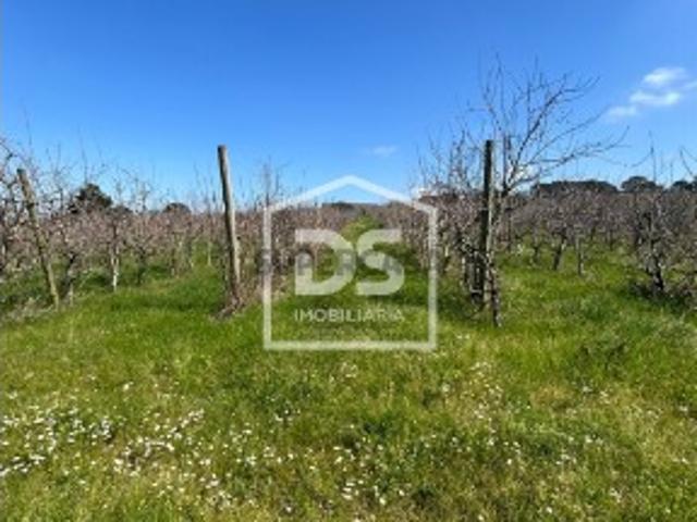 Terreno venda em Alcobaça, Leiria