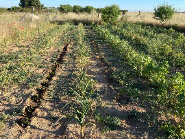 Terreno en venta en Albacete, Castilla-La Mancha