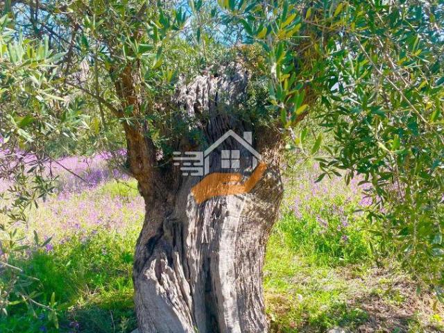 Terreno en venta en Los Vélez, Andalucía
