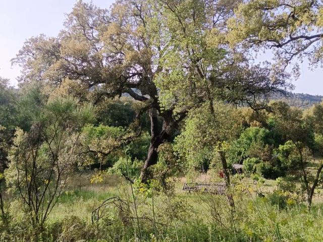 Terreno en venta en Sierra de Huelva, Andalucía