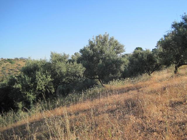 Terreno en venta en Las Lomas de Mijas, Costa del Sol Occidental