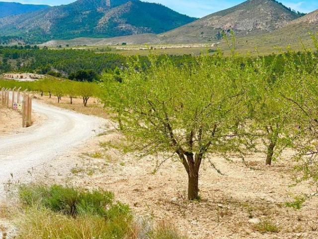 Terreno en venta en Virgen de las Huertas, Alto Guadalentín