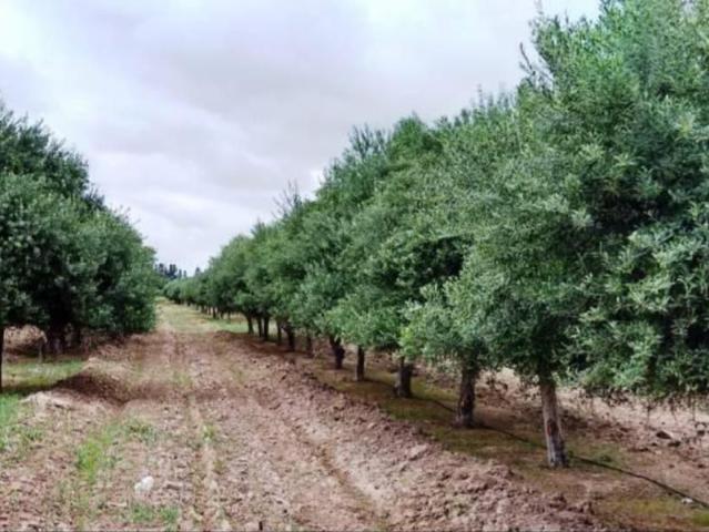 Terreno en venta en Triana, Sevilla