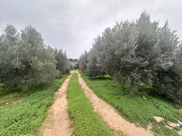 Terreno en venta en el Camp de Morvedre, Valencia