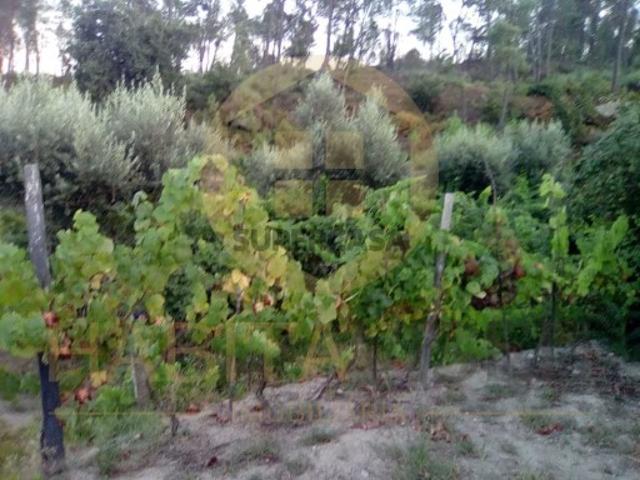 Terreno venda em Viseu
