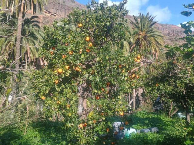 Terreno en venta en Fataga, San Bartolomé de Tirajana