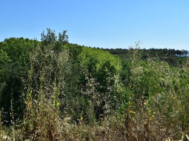 Terreno en venta en la Selva, Catalunya
