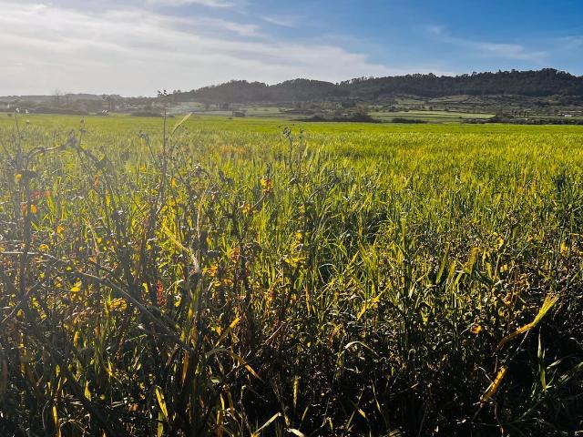 Terreno en venta en Pla de Mallorca, Baleares