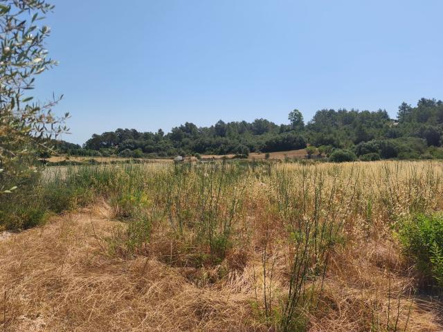Terreno en venta en Pla de Mallorca, Baleares