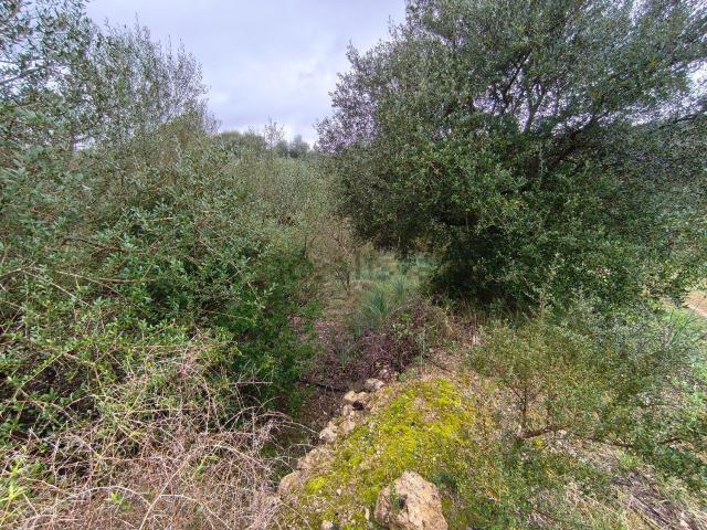 Terreno en venta en Pla de Mallorca, Baleares