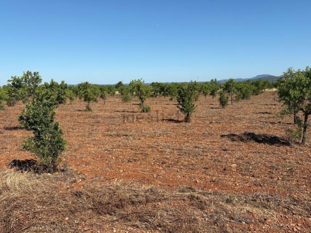 Terreno en venta en Raiguer, Baleares