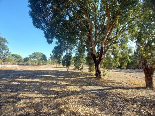 Terreno venda em Santiago Do Cacém, Setúbal
