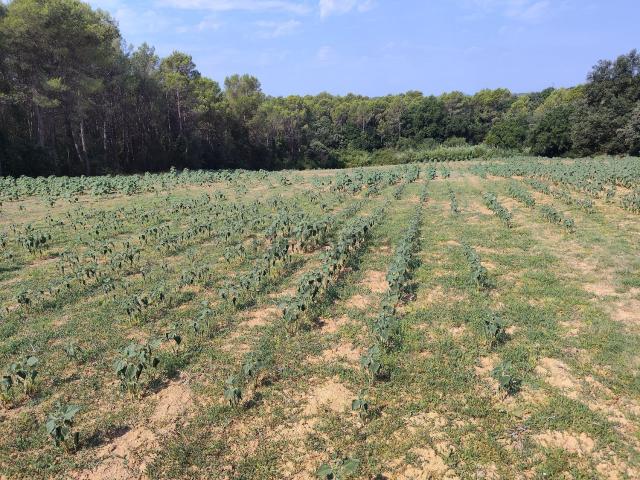 Terreno en venta en Camallera, Alt Empordà
