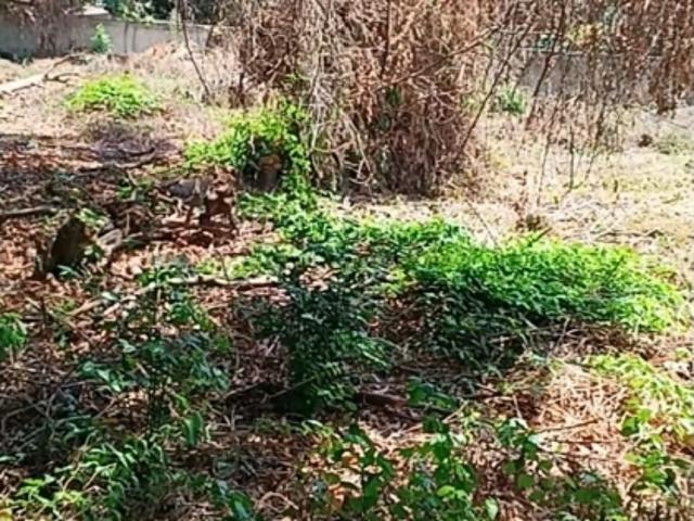 Terreno en venta en Guacara, Carabobo