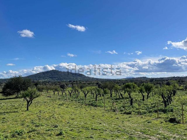 Terreno en venta en Moscari, Raiguer